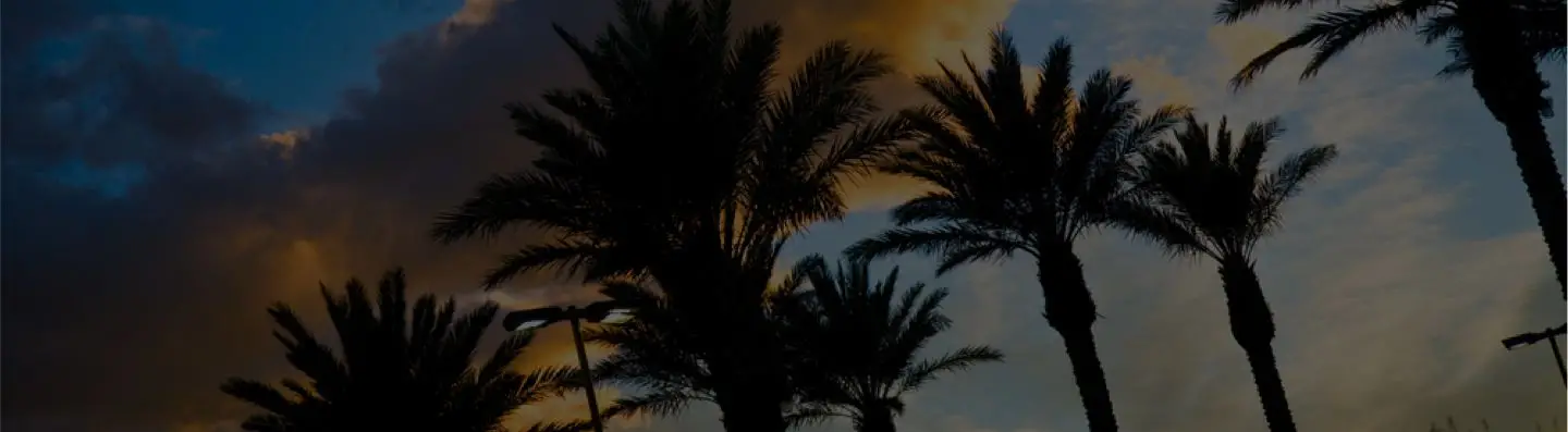 palm tree background